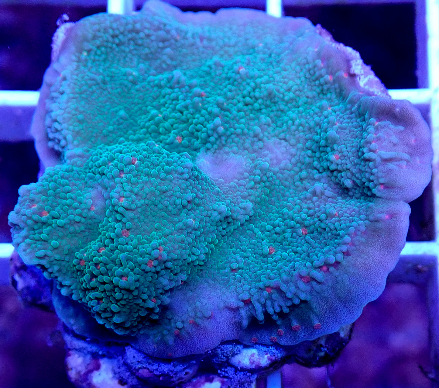 WYSIWYG Season's Greetings Plating Montipora WorldofReefs.com