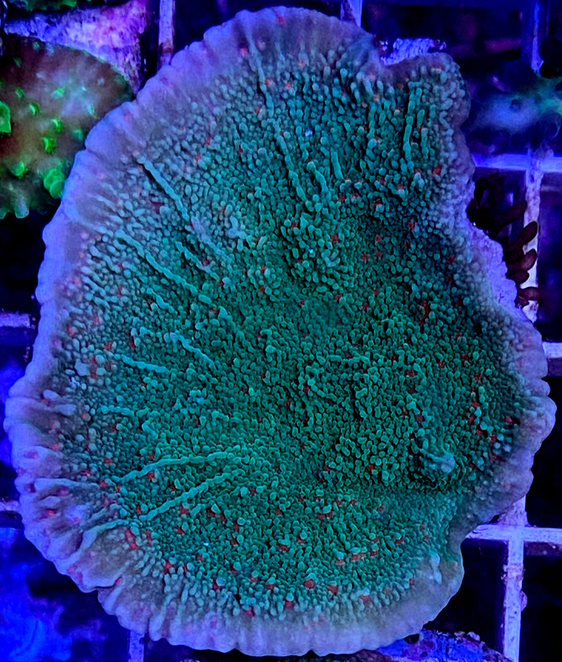 WYSIWYG Season's Greetings! Plating Montipora WorldofReefs.com