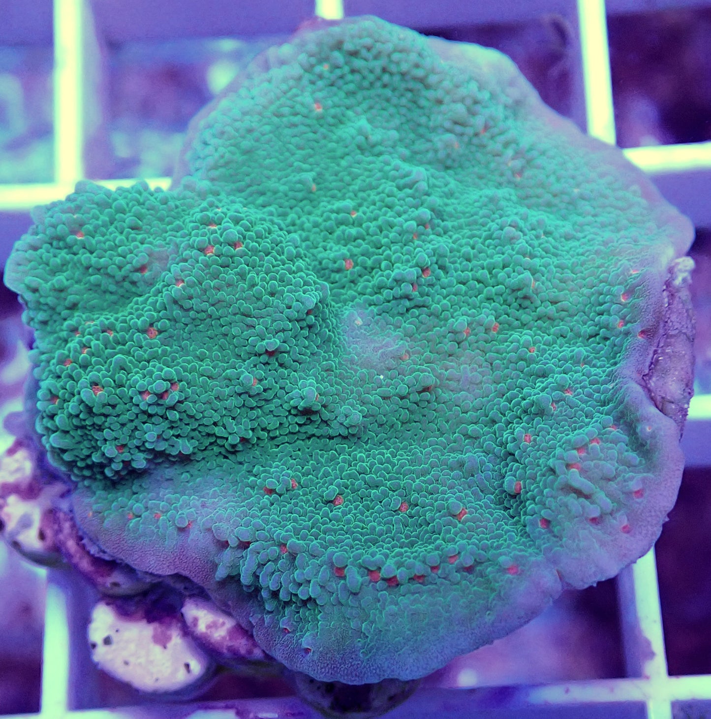 WYSIWYG-Season's Greetings plating Montipora sp. WorldofReefs.com