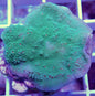 WYSIWYG-Season's Greetings plating Montipora sp. WorldofReefs.com