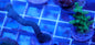 WYSIWYG Two Pack- Acroprora and Montipora WorldofReefs.com