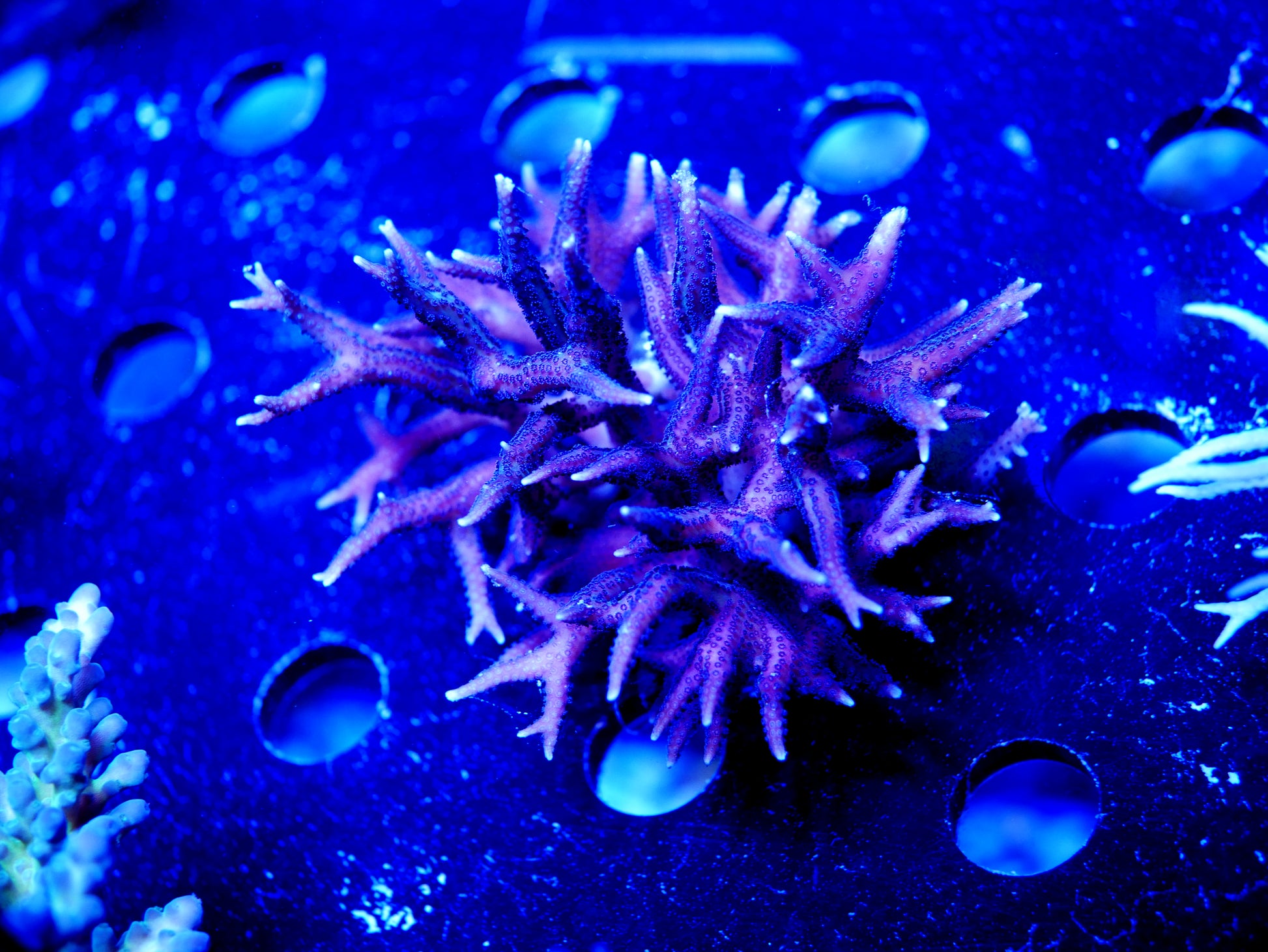 WYSIWYG red and Blue polyp Birdsnest Seriatopora hystrix WorldofReefs.com