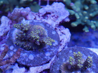 Yellow Pikachu Acropora WorldofReefs.com